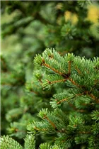 Picea pungens 'Lucky Strike' - Blaue Stechfichte 'Lucky Strike'
