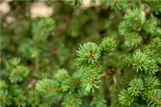 Picea pungens 'Lucky Strike' - Blaue Stechfichte 'Lucky Strike'