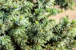 Picea omorika 'Wodan' - Serbische Fichte 'Wodan' Picea omorika 'Wodan' - Serbische Fichte 'Wodan'