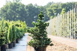 Picea omorika 'Wodan' - Serbische Fichte 'Wodan' Picea omorika 'Wodan' - Serbische Fichte 'Wodan'