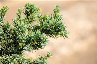 Picea omorika 'Wodan' - Serbische Fichte 'Wodan' Picea omorika 'Wodan' - Serbische Fichte 'Wodan'