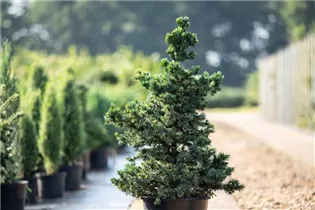Picea omorika 'Wodan' - Serbische Fichte 'Wodan' Picea omorika 'Wodan' - Serbische Fichte 'Wodan'