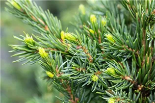 Picea omorika 'Wodan' - Serbische Fichte 'Wodan' Picea omorika 'Wodan' - Serbische Fichte 'Wodan'