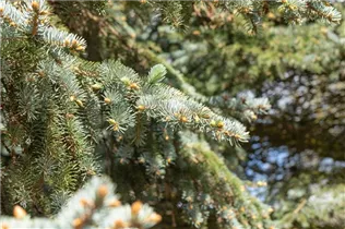 Picea pungens 'Moerheim' - Blaufichte 'Moerheim'