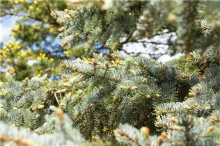 Picea pungens 'Moerheim' - Blaufichte 'Moerheim'