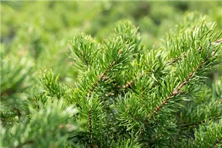  - Pinus banksiana 'Velda'