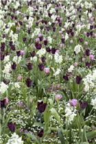 Blumenzwiebeln - Narzissen Iwona alpenveilchenartig 8 Stück