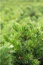  - Pinus banksiana 'Velda'