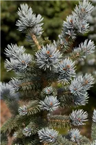 Picea pungens 'Oldenburg'® - Stechfichte 'Oldenburg'® Picea pungens 'Oldenburg'® - Stechfichte 'Oldenburg'®