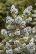 Picea pungens 'Oldenburg'® - Stechfichte 'Oldenburg'® Picea pungens 'Oldenburg'® - Stechfichte 'Oldenburg'®