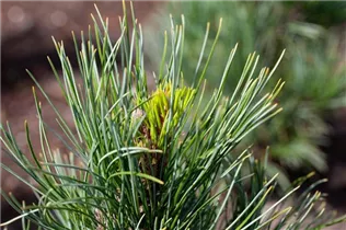  - Pinus cembra