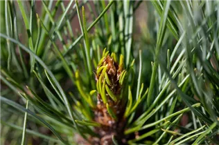 - Pinus cembra