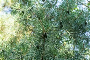  - Pinus cembra