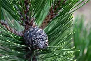  - Pinus cembra 'Compacta Glauca'