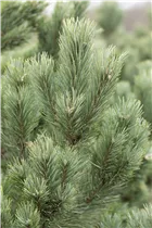 - Pinus cembra 'Glauca'