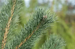  - Pinus cembra 'Glauca'