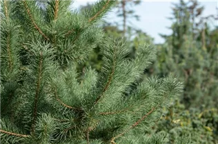  - Pinus cembra 'Glauca'