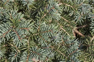 Picea pungens 'Waldbrunn' - Stechfichte 'Waldbrunn'
