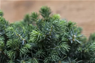 Picea pungens 'Waldbrunn' - Stechfichte 'Waldbrunn'