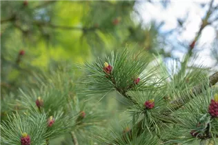 Pinus cembra var. sibirica - Sibirische Zirbelkiefer  Pinus cembra var. sibirica - Sibirische Zirbelkiefer