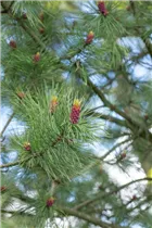 Pinus cembra var. sibirica - Sibirische Zirbelkiefer  Pinus cembra var. sibirica - Sibirische Zirbelkiefer