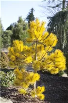 Pinus contorta 'Chief Joseph' - Drehkiefer