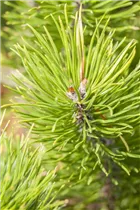 Pinus contorta 'Chief Joseph' - Drehkiefer