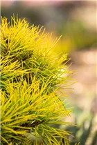 Pinus contorta 'Chief Joseph' - Drehkiefer