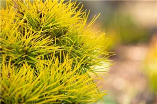Pinus contorta 'Chief Joseph' - Drehkiefer