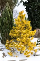 Pinus contorta 'Chief Joseph' - Drehkiefer