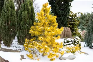 Pinus contorta 'Chief Joseph' - Drehkiefer