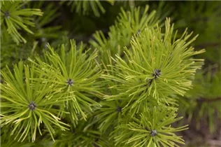 Pinus contorta 'Frisian Gold' - Drehkiefer 'Frisian Gold'