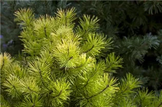 Pinus contorta 'Frisian Gold' - Drehkiefer 'Frisian Gold'