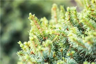 Picea sitchensis 'Nana' - Zwerg-Sitkafichte 'Nana'