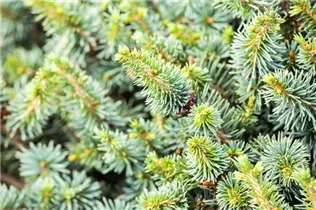 Picea sitchensis 'Nana' - Zwerg-Sitkafichte 'Nana'