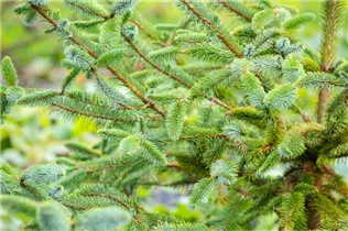 Picea sitchensis 'Schermbeck' - Sitka-Fichte 'Schermbeck'
