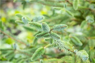 Picea sitchensis 'Schermbeck' - Sitka-Fichte 'Schermbeck'