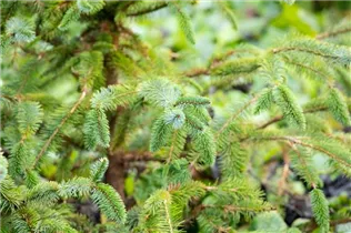 Picea sitchensis 'Schermbeck' - Sitka-Fichte 'Schermbeck'