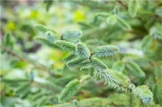 Picea sitchensis 'Schermbeck' - Sitka-Fichte 'Schermbeck'