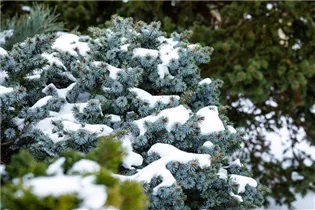 Picea sitchensis 'Silberzwerg' - Sitka-Fichte 'Silberzwerg' Picea sitchensis 'Silberzwerg' - Sitka-Fichte 'Silberzwerg'