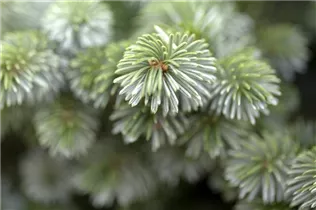 Picea sitchensis 'Silberzwerg' - Sitka-Fichte 'Silberzwerg' Picea sitchensis 'Silberzwerg' - Sitka-Fichte 'Silberzwerg'