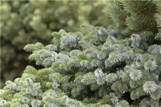 Picea sitchensis 'Silberzwerg' - Sitka-Fichte 'Silberzwerg' Picea sitchensis 'Silberzwerg' - Sitka-Fichte 'Silberzwerg'
