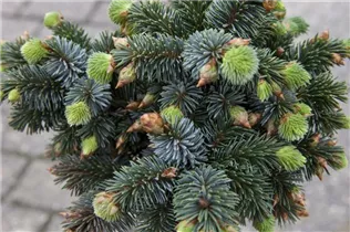 Picea sitchensis 'Silberzwerg' - Sitka-Fichte 'Silberzwerg' Picea sitchensis 'Silberzwerg' - Sitka-Fichte 'Silberzwerg'