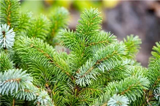 Picea sitchensis 'Silberzwerg' - Sitka-Fichte 'Silberzwerg' Picea sitchensis 'Silberzwerg' - Sitka-Fichte 'Silberzwerg'