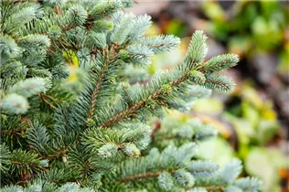 Picea sitchensis 'Silberzwerg' - Sitka-Fichte 'Silberzwerg' Picea sitchensis 'Silberzwerg' - Sitka-Fichte 'Silberzwerg'