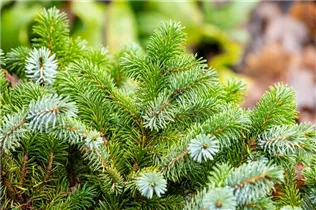 Picea sitchensis 'Silberzwerg' - Sitka-Fichte 'Silberzwerg' Picea sitchensis 'Silberzwerg' - Sitka-Fichte 'Silberzwerg'
