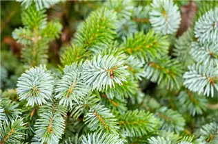 Picea sitchensis 'Silberzwerg' - Sitka-Fichte 'Silberzwerg' Picea sitchensis 'Silberzwerg' - Sitka-Fichte 'Silberzwerg'