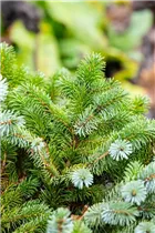 Picea sitchensis 'Silberzwerg' - Sitka-Fichte 'Silberzwerg' Picea sitchensis 'Silberzwerg' - Sitka-Fichte 'Silberzwerg'