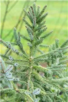 Picea x hurstii - Hurst-Fichte