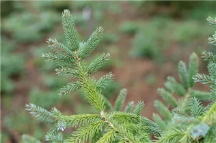 Picea x hurstii - Hurst-Fichte